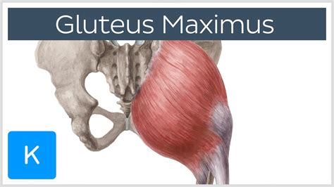 butts men|Gluteus Maximus: Anatomy, Function, and Treatment .